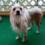🐶🐾Pete Lozano 🐾🐶 - @the.king.pete - Instagram
