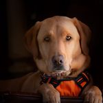 Pete - @pete_maine_ - Instagram