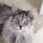 Pete - @pete_mainecoon - Instagram