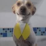 Pet Emanuell 🐶 - @pet.emanuell - Instagram