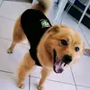 petshop_emanuel - @petemanuel3 - TikTok