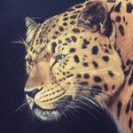 Pete Marshall - @pete.marshall.wildlife.artist - Instagram