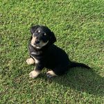 Peter Maxwell - @pete.maxwell68 - Instagram