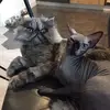 Pete & Maya - @peteandmaya - TikTok