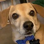 Petey McDaniel - @peteymcdaniel - Instagram