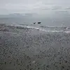 petermcgraw945 - @petermcgraw945 - TikTok
