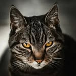 Pete Monaco - @petemonaco2020 - Instagram