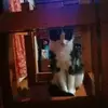 Pete Mónaco PVP o manco - @matiasolivera890 - TikTok