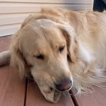 Pete & Murphy - @petethegoldenfluff - Instagram