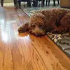 palmer_pete - @palmer_pete - TikTok