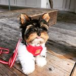 Pete & Piper - @petey.wheats - Instagram