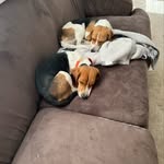 Pete, Piper, and Pudge Barcikowski - @pete_the_bagel - Instagram