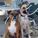 Pete Pizzola - @pizzolapeter - Instagram