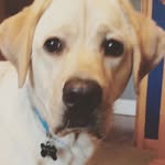Pete Plesh - @footballpete2005 - Instagram