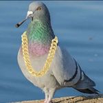 petepost👑🕊️ - @petepostt - Instagram