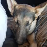 Riggs - @riggs.a.tony.pete - Instagram