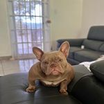 Pete Rivera - @pete_rive_bullys - Instagram
