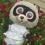 Rocco - @rocco_and_pete - Instagram