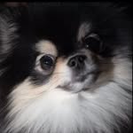 규보 - @peterubyblue - Instagram