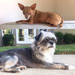 Ruby and Pete - @rubyandpete - Instagram