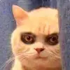 Pet Life collection - @peteryan694 - TikTok