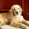 peter yan - @peter.yan05 - TikTok