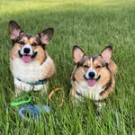 Pete Sanchez - @pubitypets_sanchez - Instagram