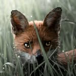 pete scott - @naturehawk - Instagram
