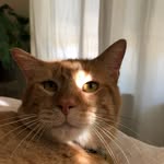 Tater Pete - @taterpetethekitty - Instagram