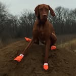 Pete Wallace - @redpetethedog - Instagram