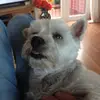Peter Webster - @peter.webster - TikTok