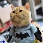 Peter Yang - @yang.peter.73 - Instagram