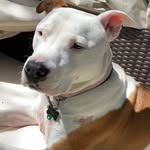 Bailey/Oliver/Pete/Yoder/Tutu - @farmstrong_ - Instagram