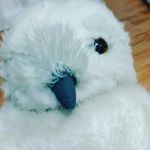 Peter Acevedo - @chickin536 - Instagram