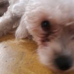 peter acevedo - @peter_acevedo20 - Instagram