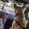 Peter Agnello - @peter.agnello - TikTok
