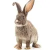 Peter_Eales - @peter_ealess - TikTok