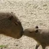 Alexandro del Piero - @peter.amador - TikTok