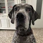 PETER 🐾 - @il_mio_amico_peter_ - Instagram