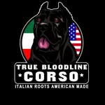 Peter Anaya - @truebloodline_corso - Instagram