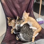Peter Jr Anaya - @panaya626 - Instagram