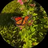 Peter Anthony - @peter.anthony637052 - TikTok