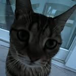 Peter Anton - @petusantonius - Instagram