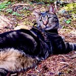 SIR PETER AUGUSTUS 😼 - @peter_thetabby - Instagram
