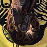 Peter Aziz - @kingpin223556 - Instagram