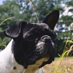 Peter Panda Harnish-Ballard - @peterpanda_thefrenchie - Instagram
