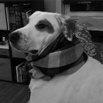 Petey (Peter, Petey Pie) - @lordpeterbarkington - Instagram