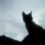 peter_bartolomeu - @peter_bartolomeurobson - Instagram
