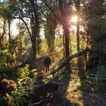 Peter Basilio Rüdiger - @wilhemham - Instagram