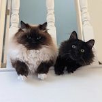 Pete Mewtigieg & Carl Baskin - @peterandcarl - Instagram